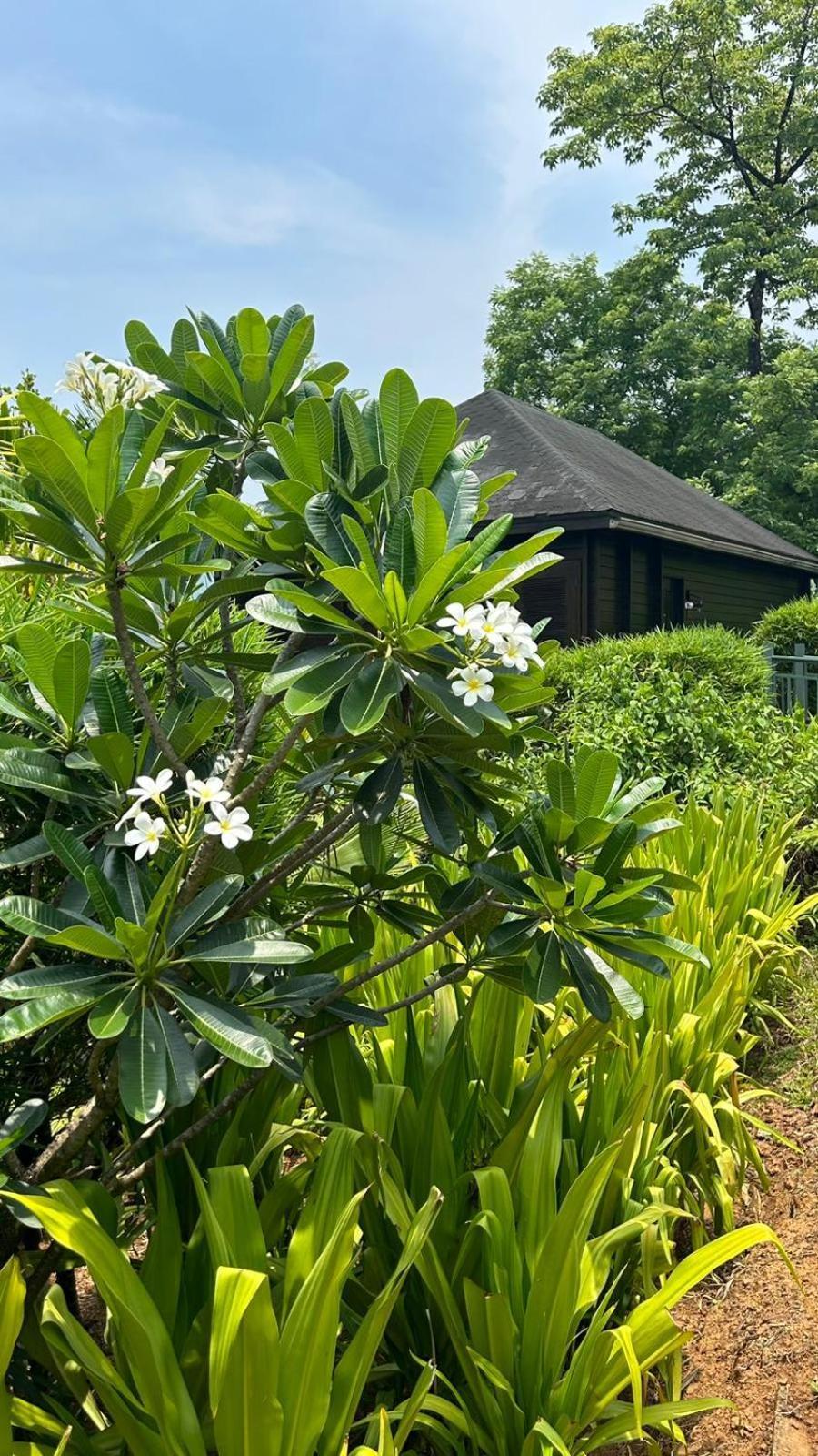 The Postcard Hideaway, Netravali Wildlife Sanctuary, Goa Hotell Vichondrem Eksteriør bilde
